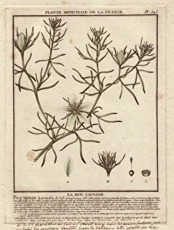 Harmal or Syrian rue, Peganum harmala Harmal or Syrian rue, Peganum harmala