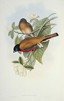 Cinnamon Rumped Trogon Cinnamon Rumped Trogon