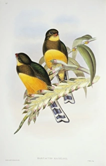 Harpactes reinwardtii mackloti, red-billed trogon Harpactes reinwardtii mackloti, red-billed trogon