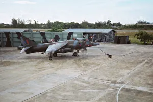 Harrier at Belize Harrier at Belize