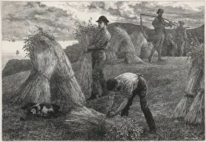 Historical Farming Practices UK Prints: Harvesting Corn 1877