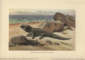 Hatteria or tuatara, a living-fossil reptile Hatteria or tuatara, a living-fossil reptile