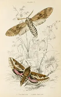 Vintage Insect Prints: Two Hawk Moths