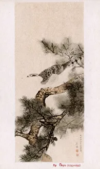 Hawk on a pine tree by Maruyama Okyo Hawk on a pine tree by Maruyama Okyo