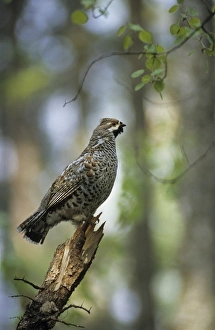 Hazel Hen / Hazel Grouse - adult male sings defending Hazel Hen / Hazel Grouse - adult male sings defending