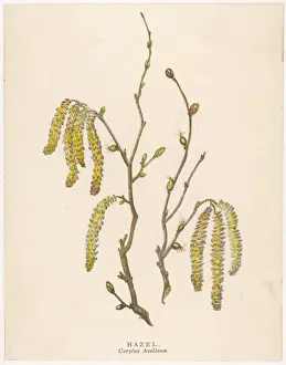 Winter Woodland Scenes Prints: Hazel Tree Catkins