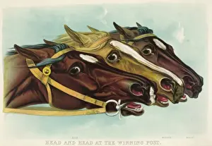 Horse Racing Winners Prints: Head and head at the winning post