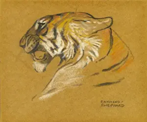 Historical Animal Prints Online Prints: Head of a tiger