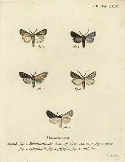 Heart and dart moth, turnip moth and silver cloud Heart and dart moth, turnip moth and silver cloud