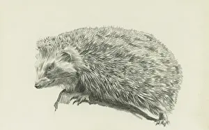 Raymond Sheppard Art Prints: A hedgehog
