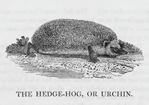 Prints of erinaceus europeus also known as the Urchin This is the common hedgehog, much loved though, alas, too often the victim of motorists Hedgehog Prints: Europe's Common Hedgehog Print