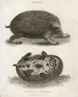 Common Hedgehog Pictures Prints: Hedgehog / Common 1803