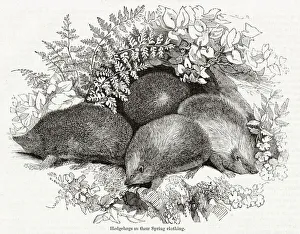 Hedgehogs (Erinaceus europaeus) in the spring Hedgehogs (Erinaceus europaeus) in the spring