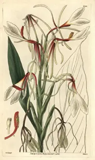William Hooker Botanical Prints: Hedychium acuminatum