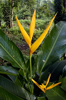 Heliconia (a species of Ginger) plant flowers at Heliconia (a species of Ginger) plant flowers at