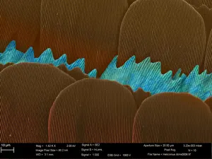 Heliconius doris Longwing SEM Print of Wing Detail