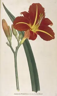 Summer Blooms Photography Prints: Hemerocallis Fulva