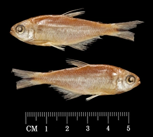 Hemibrycon taeniurus, Mountain spring sardine Hemibrycon taeniurus, Mountain spring sardine
