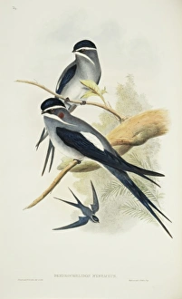 Hemiprocne mystacea, moustached treeswift Hemiprocne mystacea, moustached treeswift