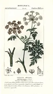 Hemlock, Conium maculatum Print, 1837