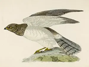 Birds Of Prey Illustrations Prints: Hen Harrier (Morris)