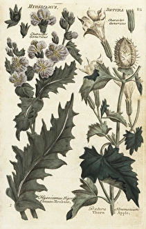 Henbane, Hyosicamus niger, and thorn apple Henbane, Hyosicamus niger, and thorn apple
