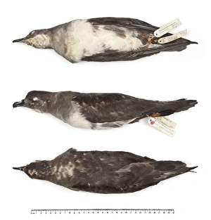 Herald petrel, Pterodroma arminjoniana arminjoniana Herald petrel, Pterodroma arminjoniana arminjoniana