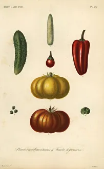 Herbs and vegetables, plantes condimentaires Herbs and vegetables, plantes condimentaires