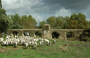 Herder, goats and roman aqueduct. Valverde, near Evora. Port Herder, goats and roman aqueduct. Valverde, near Evora. Port