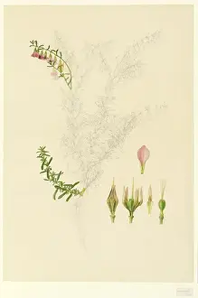 Franz Andreas Bauer Artwork Prints: Hermannia sp