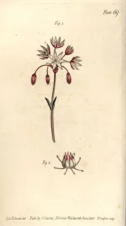 Hermaphrodite flower with seven pistilla Hermaphrodite flower with seven pistilla
