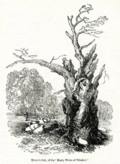 Herne's Oak, Windsor Great Park, Berkshire Herne's Oak, Windsor Great Park, Berkshire