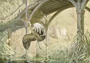 Heron In Flight Prints: Heron taking flight