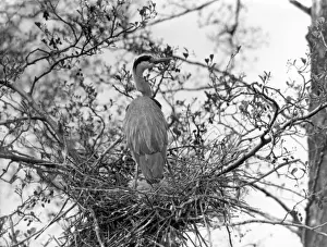 Vintage Bird Images Prints: Herons Nest