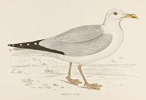 Antique Bird Prints For Sale Prints: Herring Gull (Morris)