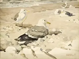Beach Scene Paintings Prints: Herring Gulls