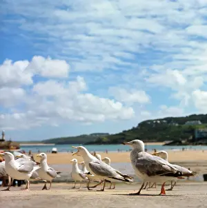 St Ives Beach Scene Prints: Herring gulls at St Ives, Cornwall