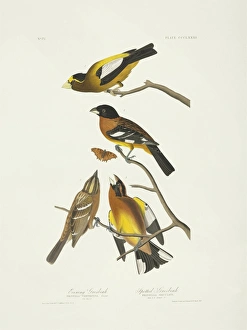 Hesperiphona vespertina, Pheuticus melanocephalus Hesperiphona vespertina, Pheuticus melanocephalus