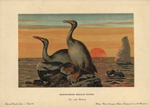 Hesperornis regalis, extinct genus of flightless Hesperornis regalis, extinct genus of flightless