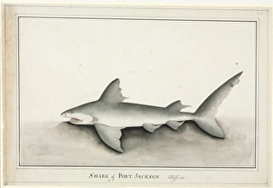 Heterodontus portusjacksoni, Port Jackson shark Heterodontus portusjacksoni, Port Jackson shark