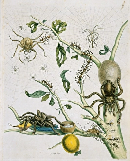 Heteropoda venatoria & Avicularia avicularia Heteropoda venatoria & Avicularia avicularia