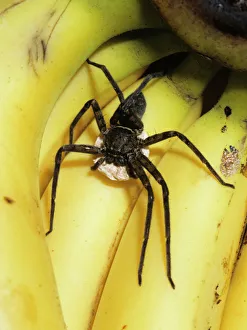 Heteropoda venatoria, huntsman spider Heteropoda venatoria, huntsman spider
