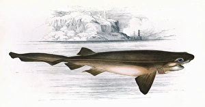 Hexanchus griseus, a species of shark Hexanchus griseus, a species of shark