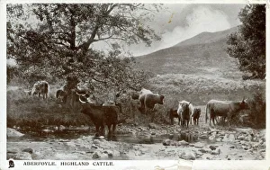 Highland Cattle, Aberfoyle, Stirlingshire Highland Cattle, Aberfoyle, Stirlingshire