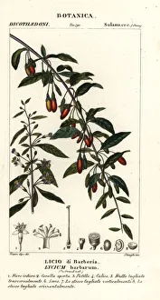 Himalayan goji berry, Lycium barbarum Himalayan goji berry, Lycium barbarum