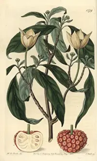 The Botanical Register History Prints: Himalayan strawberry tree, Cornus capitata