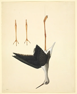 Himantopus himantopus, black-winged stilt Himantopus himantopus, black-winged stilt