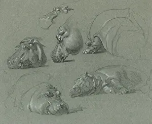 Raymond Sheppard Artwork Prints: Hippo Studies
