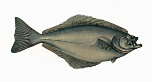 Hippoglossus hippoglossus, or Atlantic Halibut Hippoglossus hippoglossus, or Atlantic Halibut