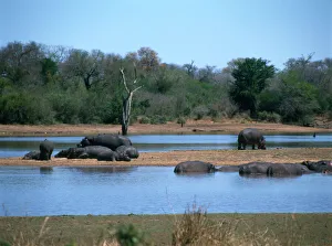 Hippos in Kruger National Park, South Africa Hippos in Kruger National Park, South Africa